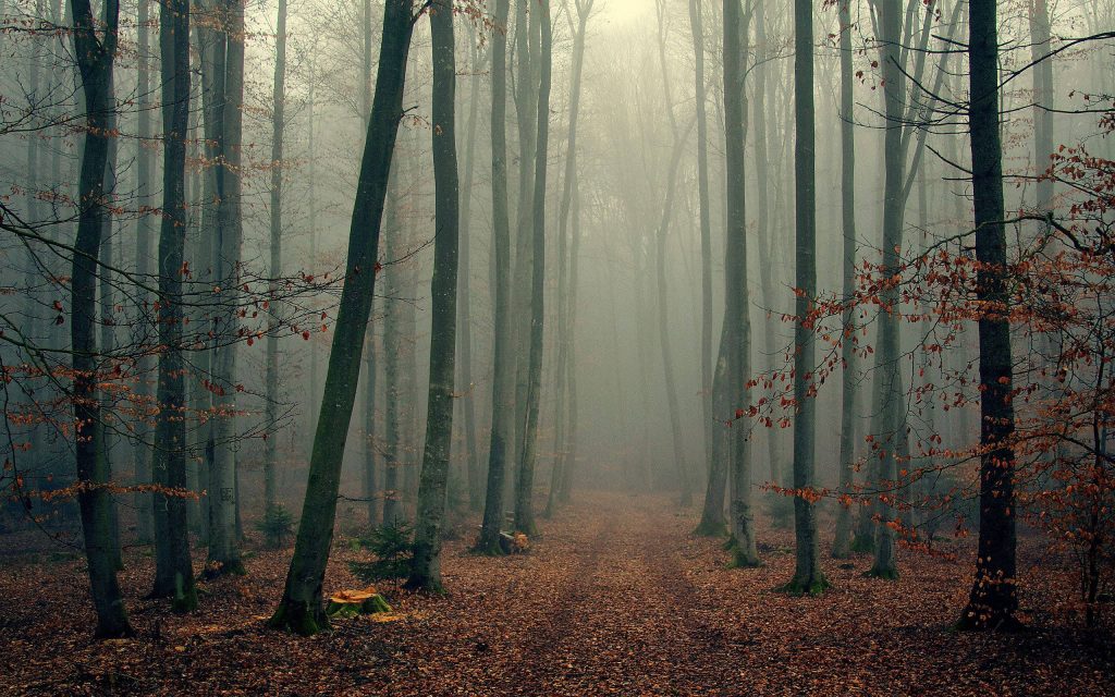 Misty autumn forest path with thin trees and soft fog creating a calm nature wallpaper background
