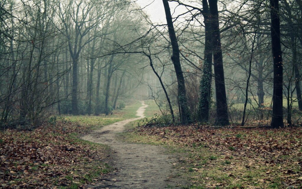 Winding forest path in autumn with bare trees foggy damp atmosphere brown leaves background Wallpaper