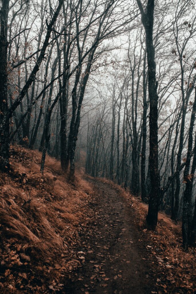 Winding path through dense autumn forest with bare trees and warm orange foliage in fog Wallpaper