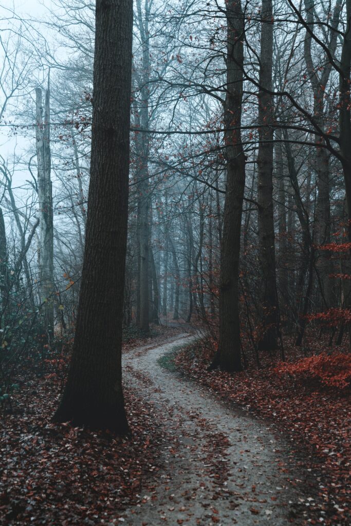 Misty autumn forest path with tall leafless trees and red brown fallen leaves background wallpaper