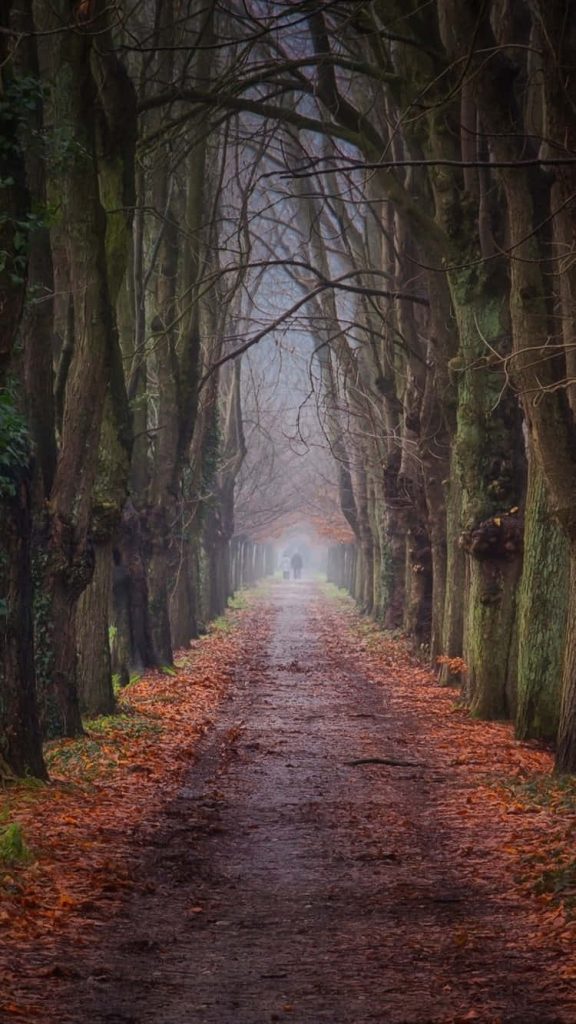 Misty autumn trail with bare trees and orange leaves featuring a solitary walker in nature Wallpaper
