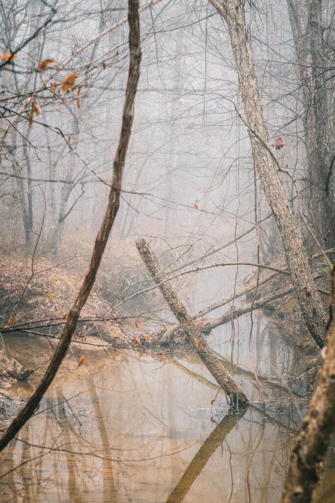Misty autumn forest with bare trees and orange leaves by a tranquil winding river wallpaper background