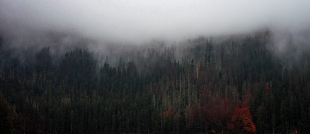 Misty dense forest with tall evergreens and vibrant autumn leaves in foggy serene landscape Wallpaper