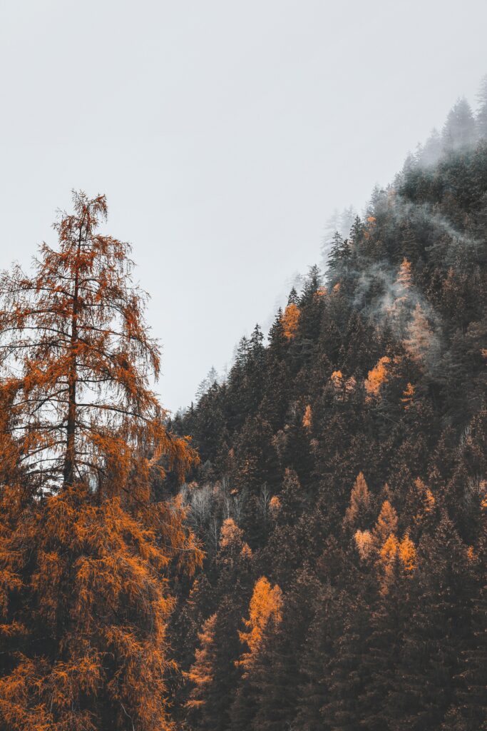Misty mountain forest wallpaper with tall autumn trees in orange and brown creating serenity