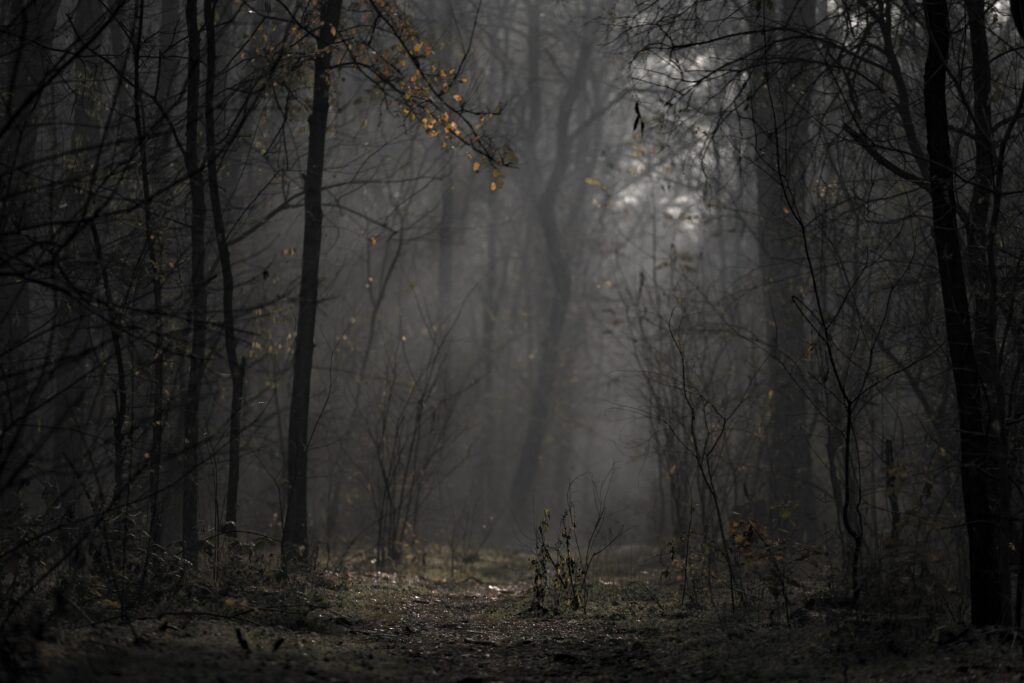Misty forest with bare trees autumn leaves soft fog tranquil earthy tones wallpaper background