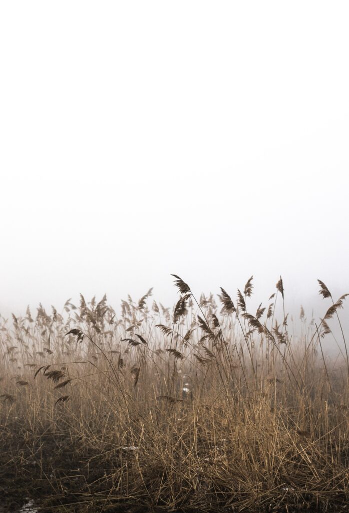 Tall dry reeds in foggy autumn field with muted earth tones calm minimalist wallpaper background