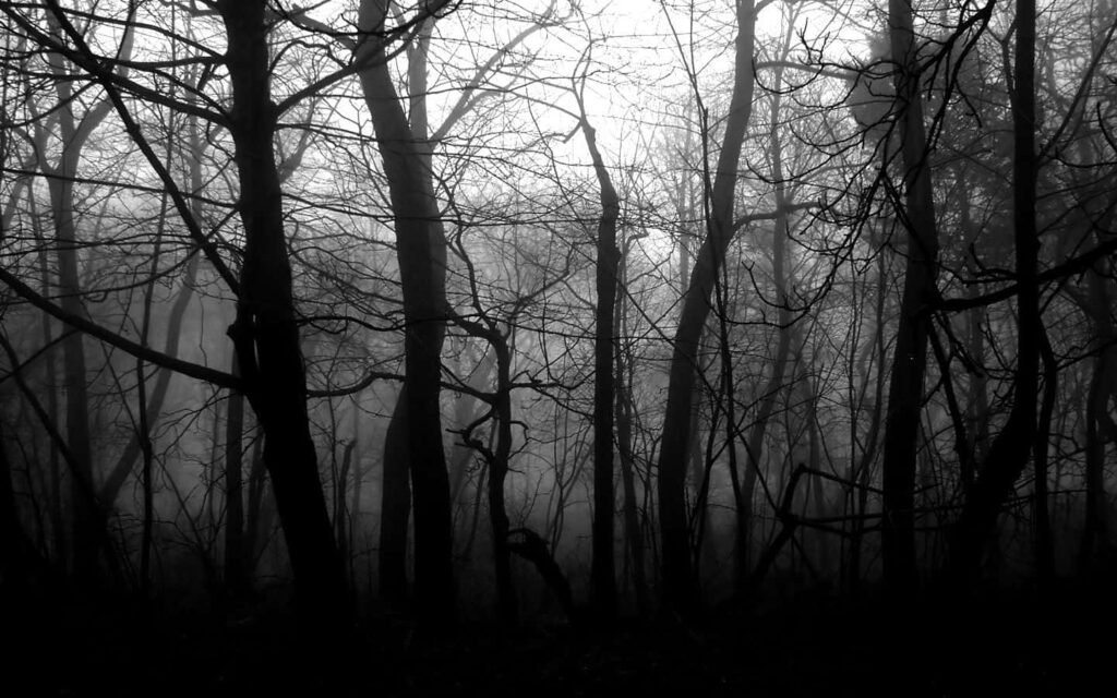 Misty Black and White Forest Wallpaper: Hauntingly Beautiful Background