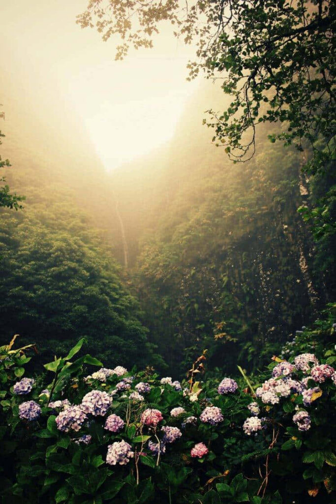 Blooming Beauty: Capturing the Serene Mist of a Rainforest Garden in a Stunning Portrait Photograph Wallpaper