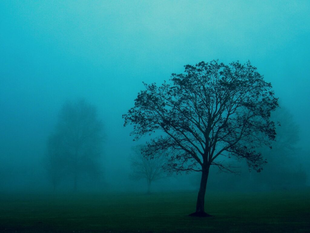 Solitary tree in misty blue green foggy field with distant trees serene peaceful landscape wallpaper