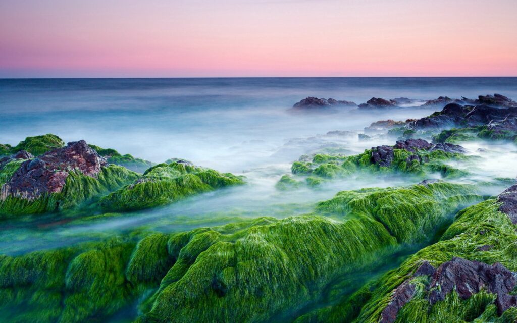 Moss-covered stones emerge from misty sea with pastel sky and gentle flowing water coastal scene Wallpaper