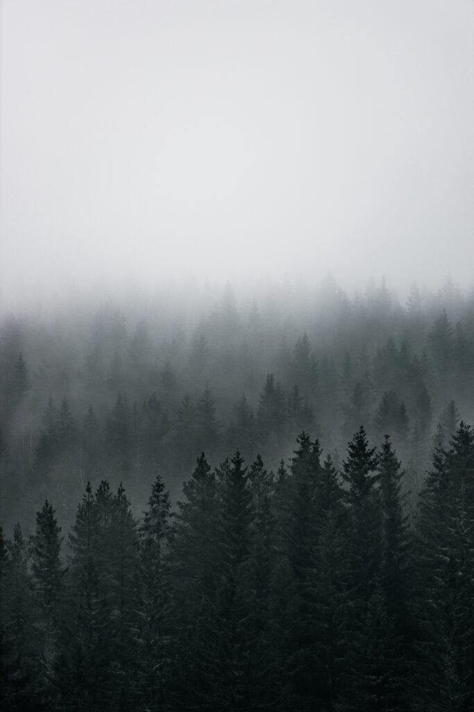 Aerial view of dense coniferous pine forest in thick fog with misty treetops nature wallpaper