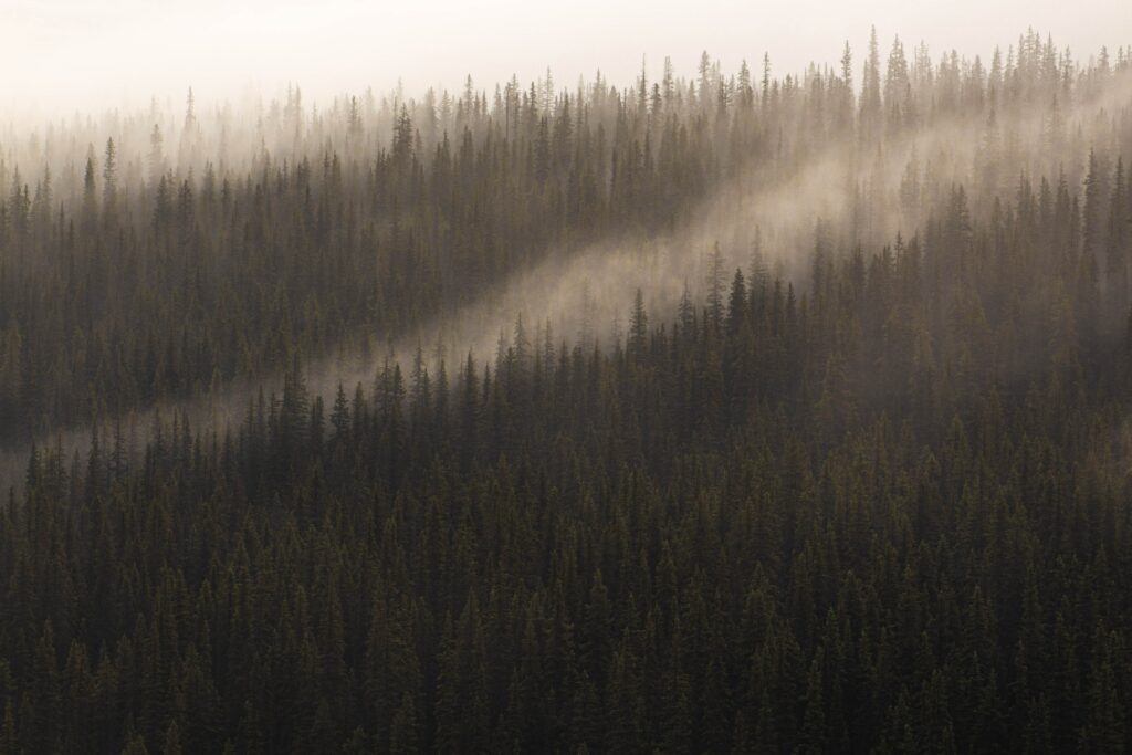 Foggy dense conifer forest with tall trees and muted earth tones nature wallpaper background