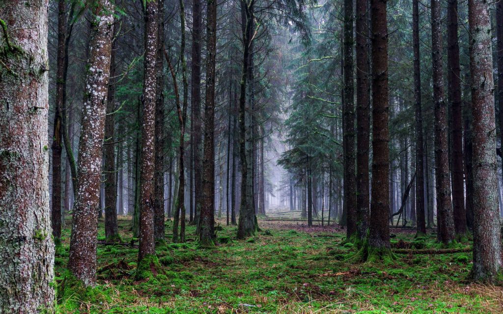 Misty forest wallpaper with tall dark conifers and vibrant mossy ground for serene desktop background