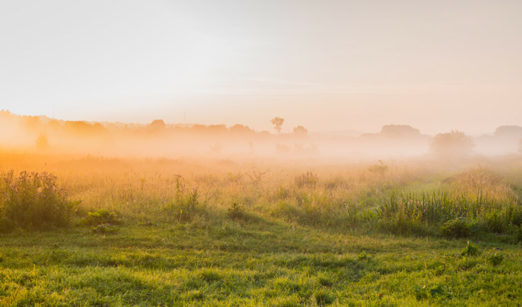 Misty dawn field with lush green grass and foggy trees under soft golden sky wallpaper background
