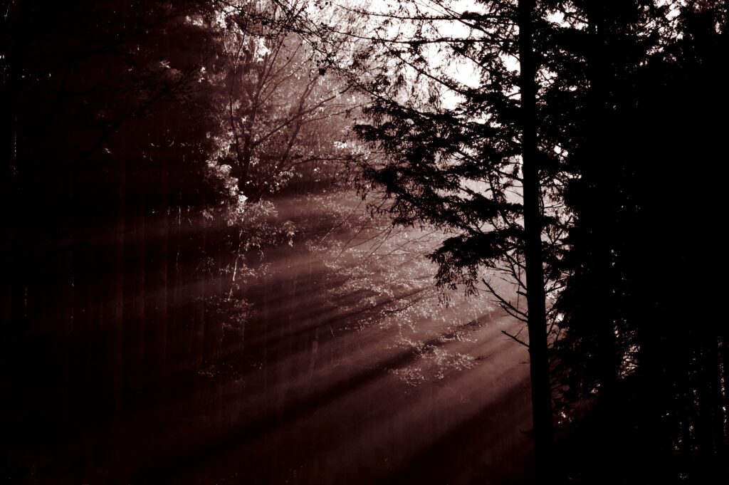 Dense forest at dawn with sunbeams piercing haze and tall trees casting dramatic shadows wallpaper