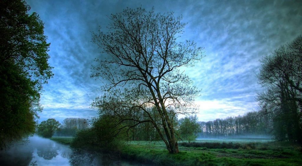 Misty swamp forest at dawn with solitary bare tree and reflective stream wallpaper background