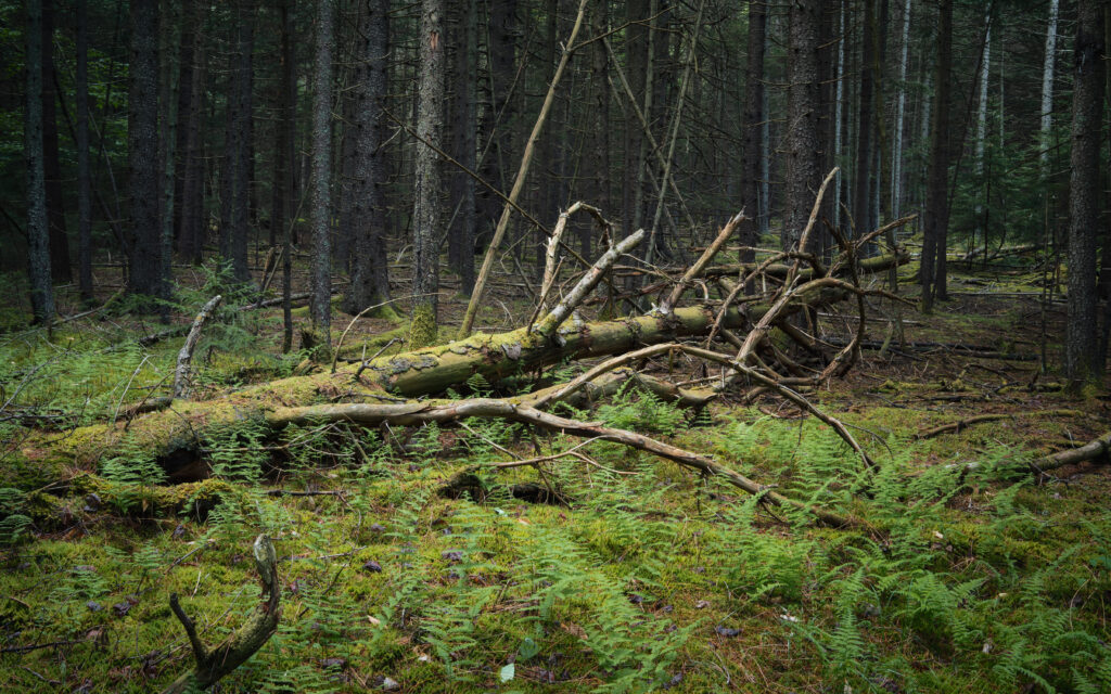 Dense forest with fallen mossy tree and lush green ferns in misty moody woodland background Wallpaper