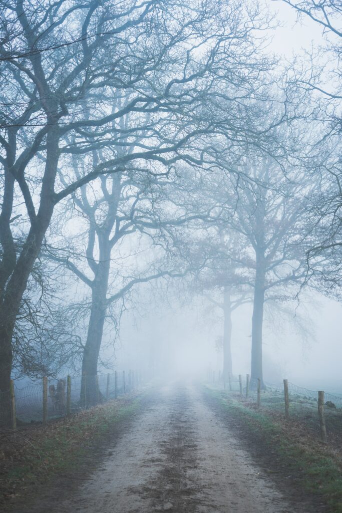 Misty dirt road with tall leafless trees and wooden fences in peaceful foggy forest wallpaper