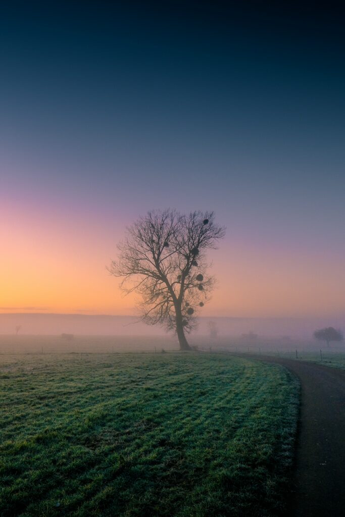Solitary tree in misty field at dusk with fog lush grass curving road and colorful sky background Wallpaper