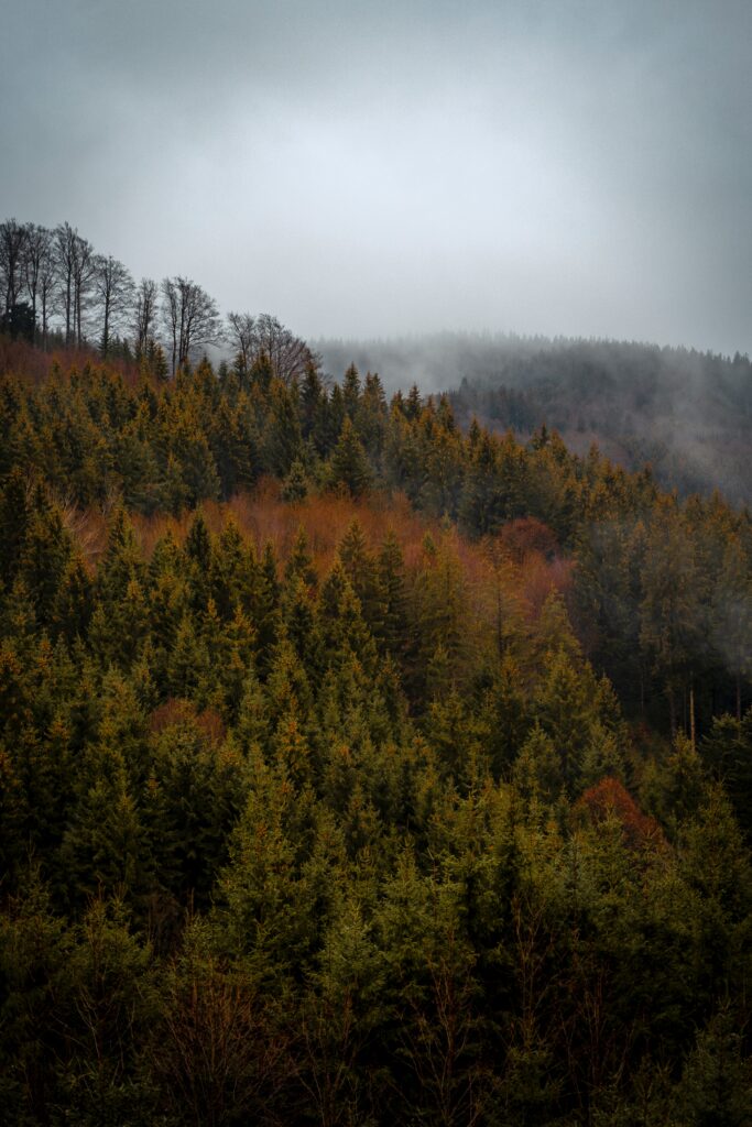 Aerial view of dense evergreen forest with fog and mist creating a tranquil natural scene Wallpaper