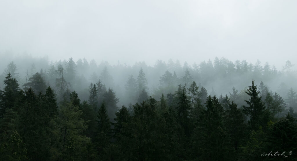 Aerial view of misty dense evergreen forest creating serene peaceful natural landscape wallpaper