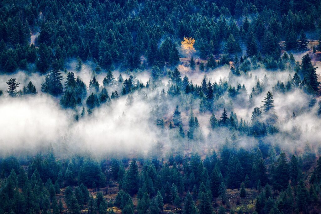 Top view dense evergreen forest with fog and a single vibrant yellow tree for serene wallpaper