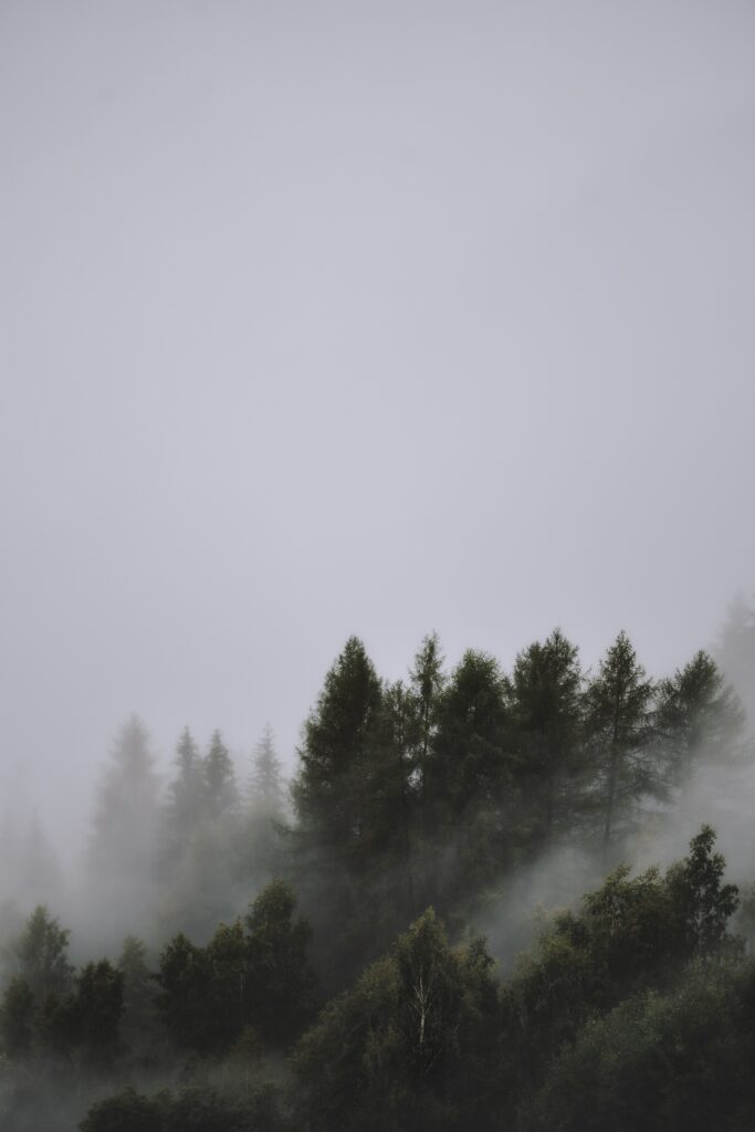 Evergreen tree tops in gentle fog under overcast sky serene forest wallpaper background