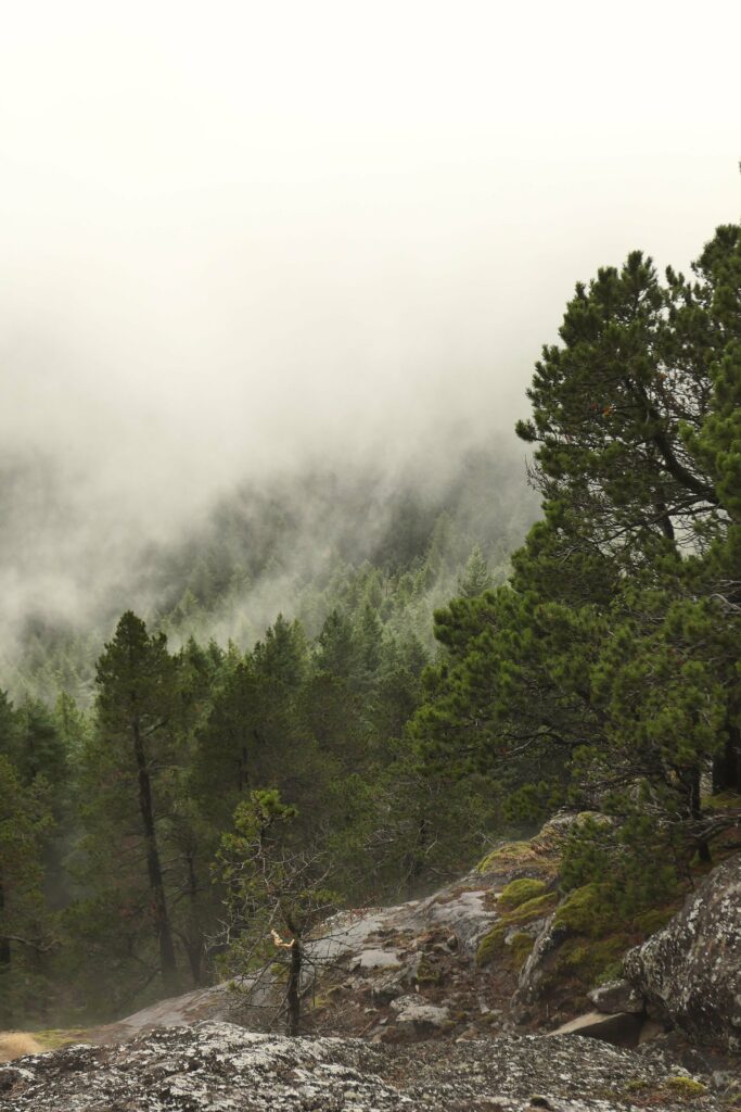 Misty forest with tall evergreens rugged rocks and dense fog creating tranquil mysterious scene Wallpaper