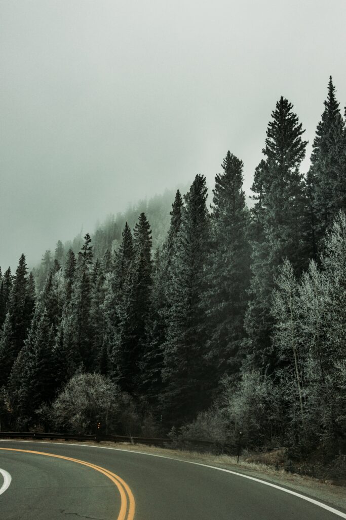 Serene forest wallpaper with foggy evergreen trees and winding road in muted green gray tones