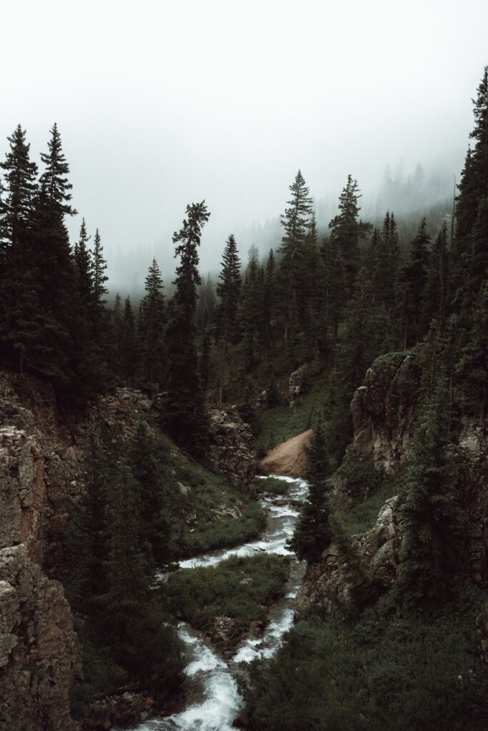 Misty forest wallpaper with tall evergreens winding stream and dense fog in lush green valley