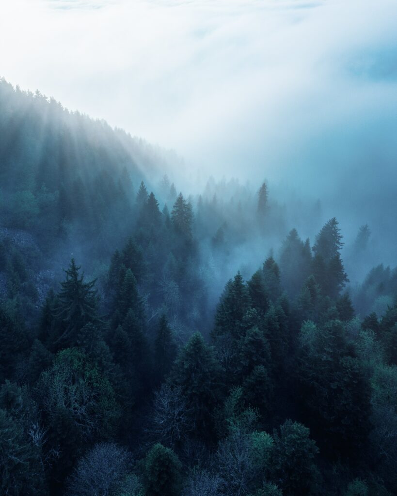 Mist-covered evergreen forest with soft sunlight creating a tranquil blue green landscape wallpaper