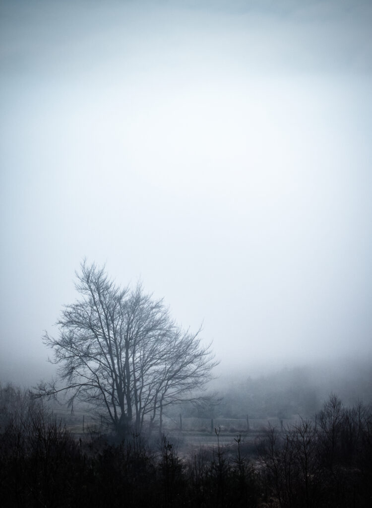 Solitary tree silhouette in misty foggy field under pale blue gray sky serene landscape wallpaper