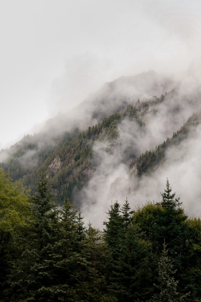 Misty fog among dense spruce trees with lush green forest and rugged mountain background Wallpaper
