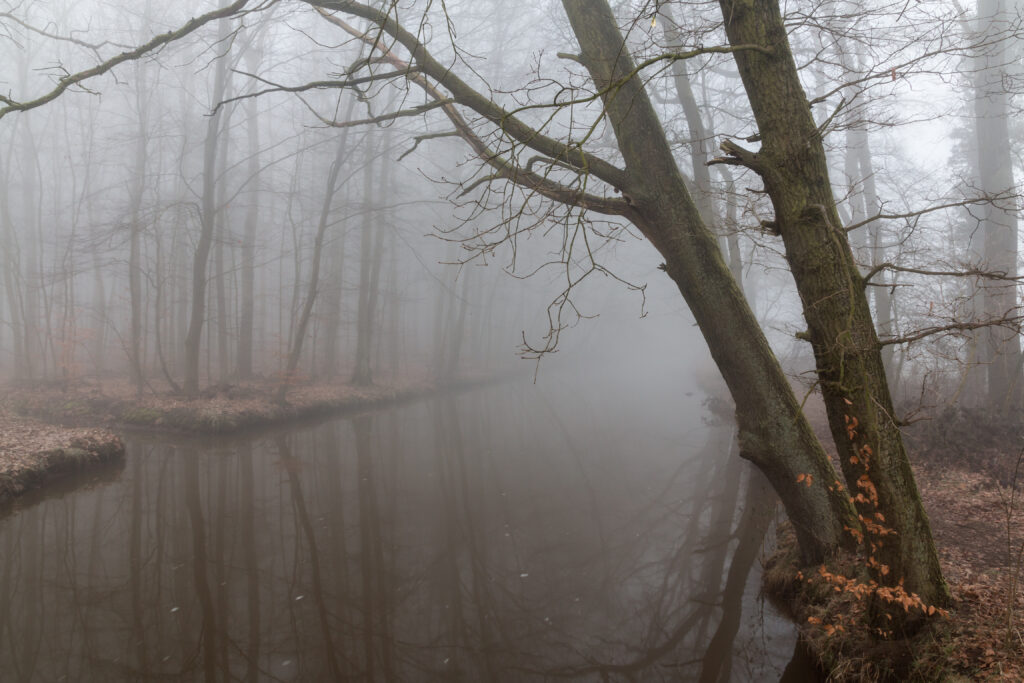 Gloomy misty forest with bare branches over still river soft reflections and earthy tones wallpaper
