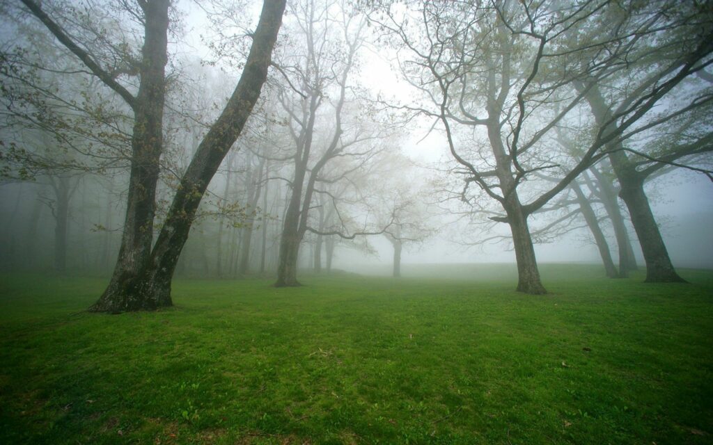 Foggy serene landscape with tall leafless trees over lush green field wallpaper background