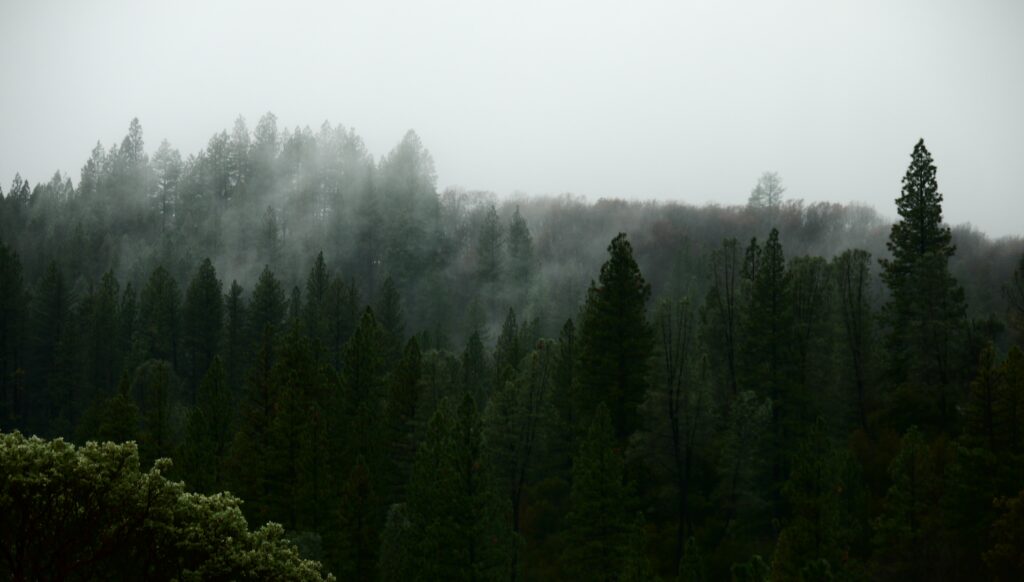 Aerial view of dense forest covered in mist with lush green trees and foggy tranquil atmosphere Wallpaper