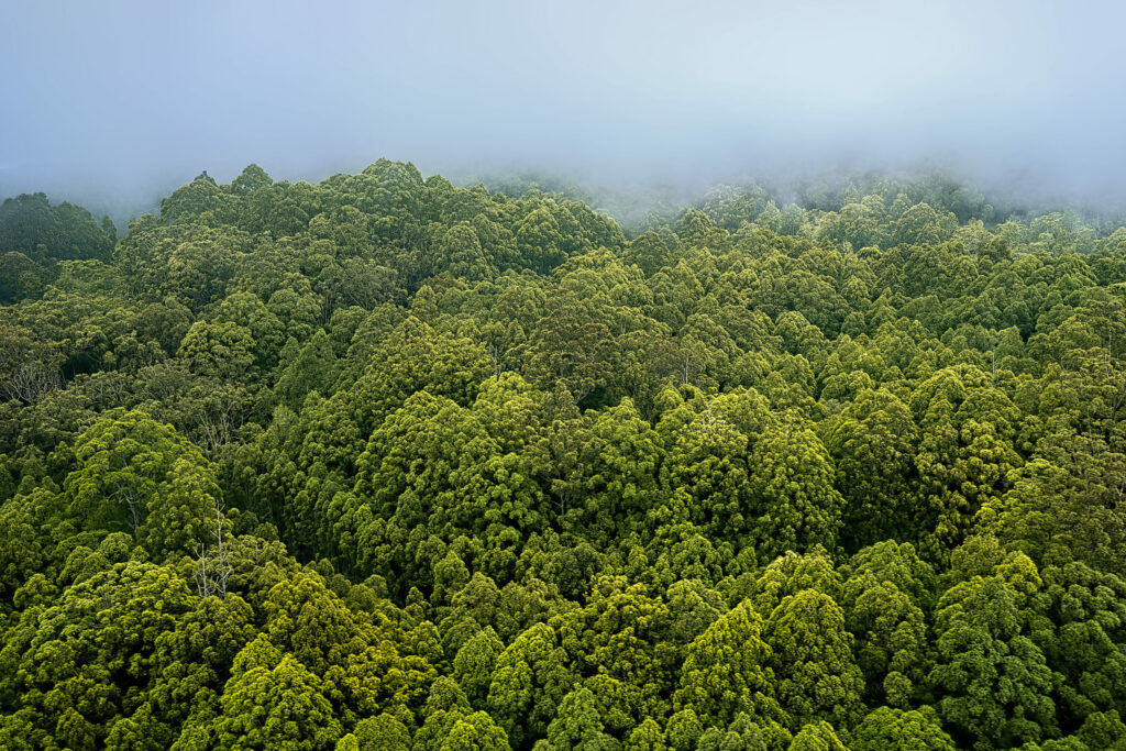 Aerial view of dense misty forest with vibrant green trees creating a serene natural landscape Wallpaper