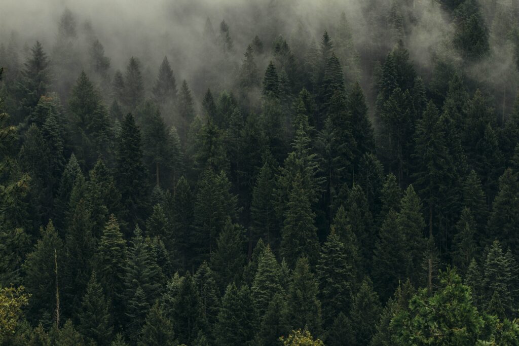 Top view of dense green forest enveloped in soft fog creating serene tranquil natural wallpaper