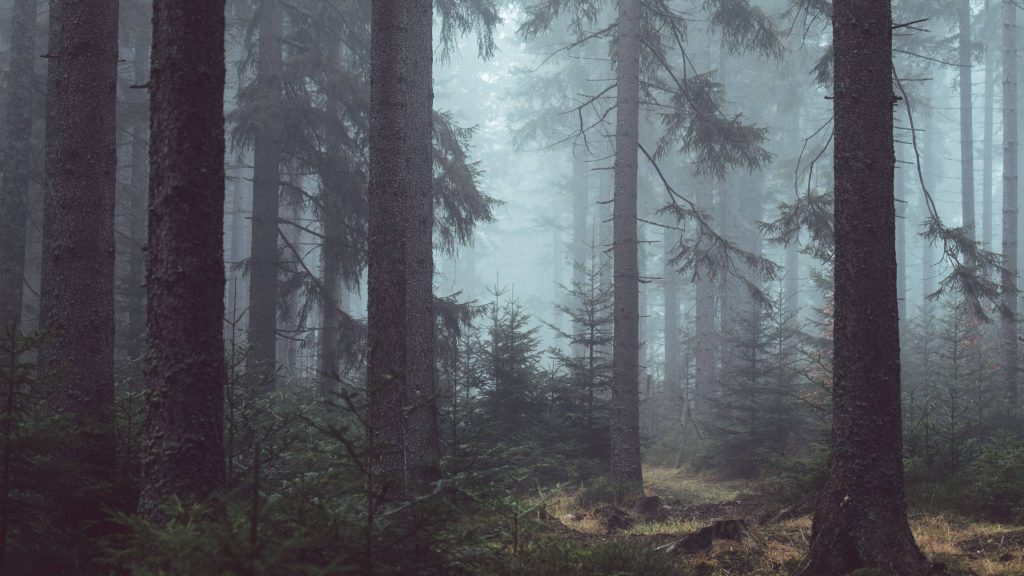 Misty forest wallpaper with tall conifer trees and dense fog creating a tranquil woodland scene