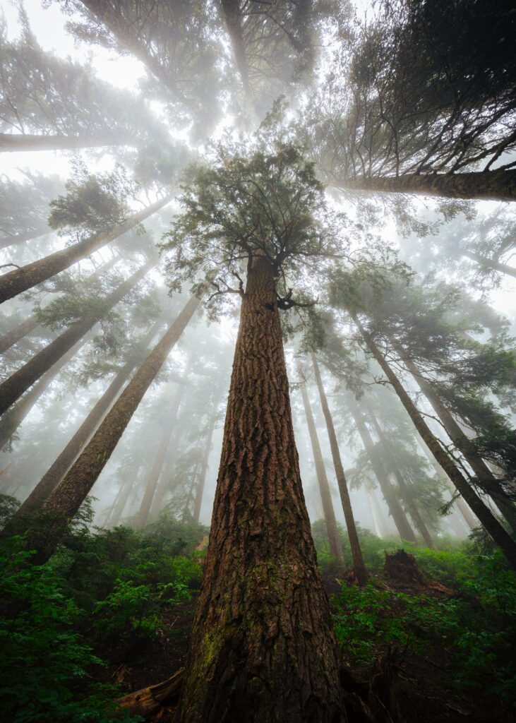 Bottom view of foggy forest trees with textured trunks and green canopy wallpaper background