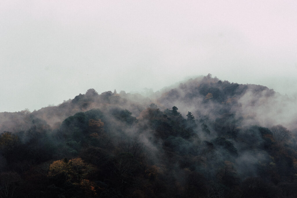 Misty forest wallpaper with dense tree tops in fog creating a calm and tranquil background