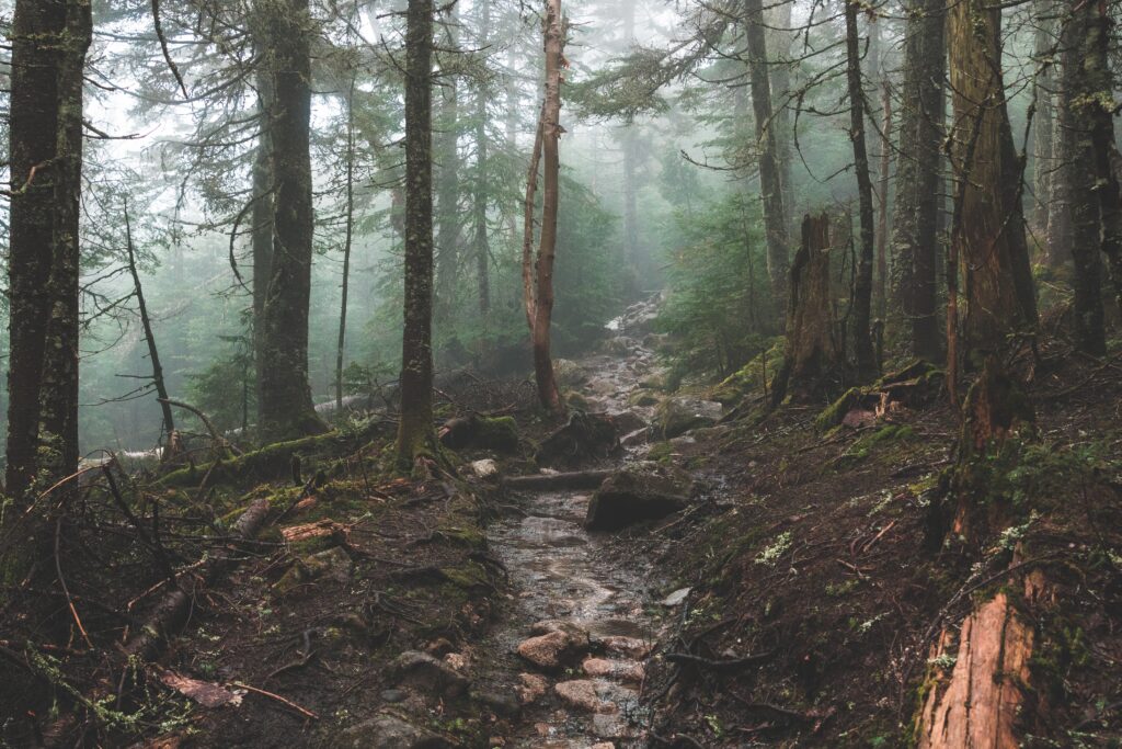 Misty forest wallpaper with narrow creek tall trees mossy rocks and tranquil natural scenery