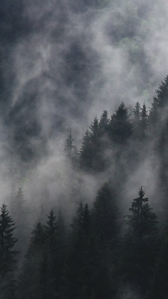 Misty Forest HD Wallpaper: Ethereal Fog & Evergreen Serenity