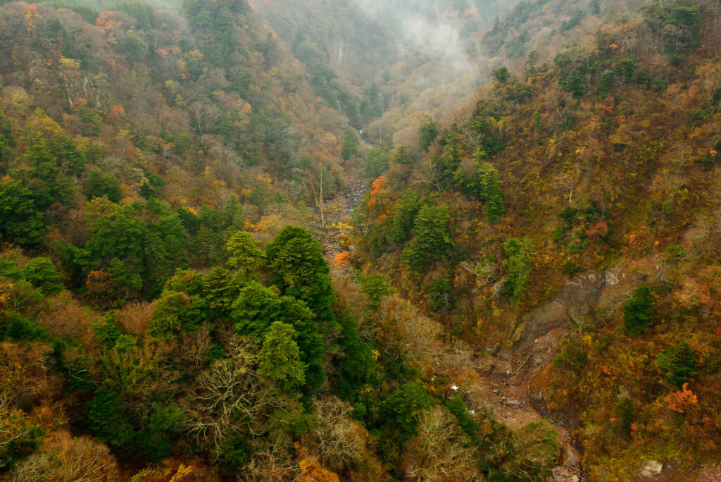Misty forest hillside with layered green and autumn trees in tranquil natural landscape wallpaper