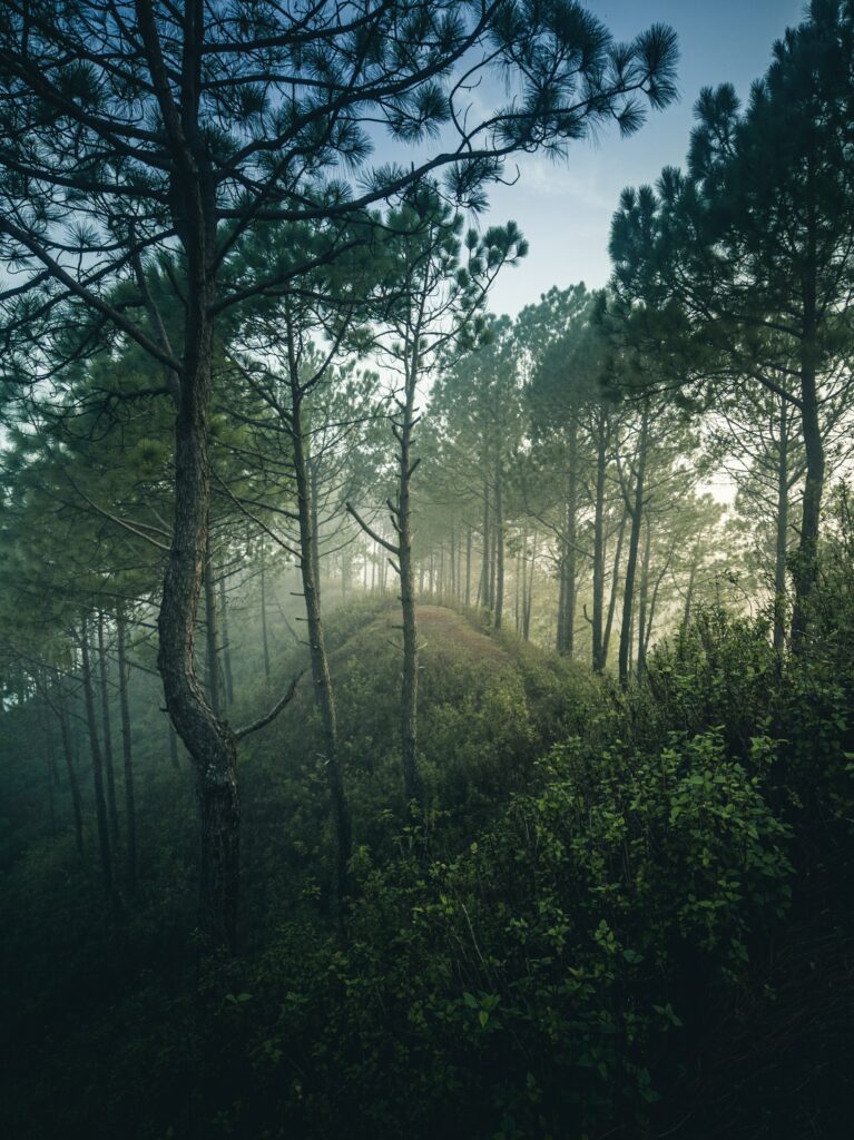 Misty forest hillside with tall trees slender branches and lush green bushes natural wallpaper background
