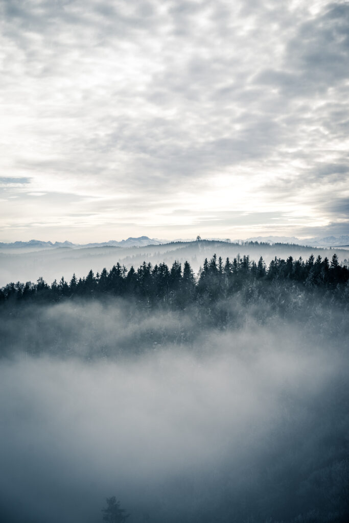 Foggy forest with tall trees and soft diffused light creating a calm mysterious natural scene Wallpaper