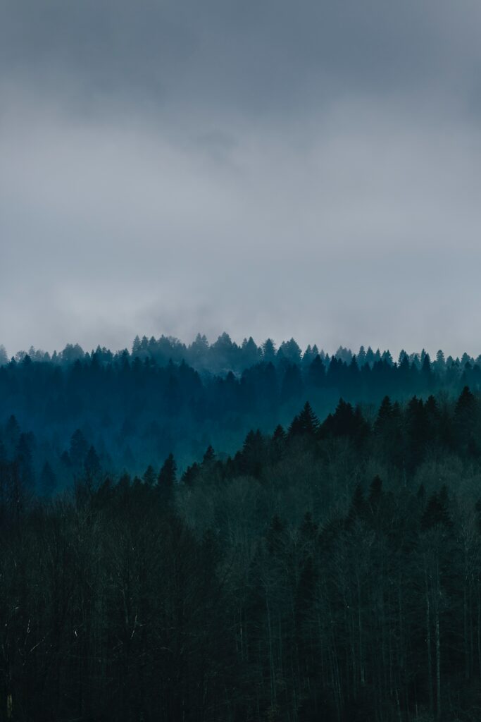 Dense forest landscape with fog drifting through tall trees under a moody overcast sky wallpaper