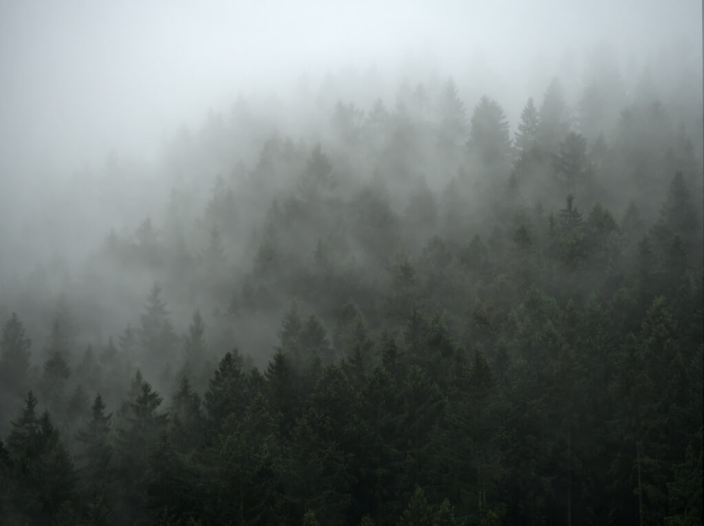 Foggy forest landscape with dense trees and muted green gray tones creating serene atmosphere Wallpaper