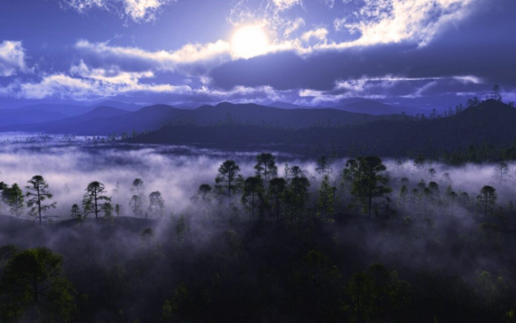 Misty forest wallpaper with tall trees in foggy blue tones and soft sunlight through clouds