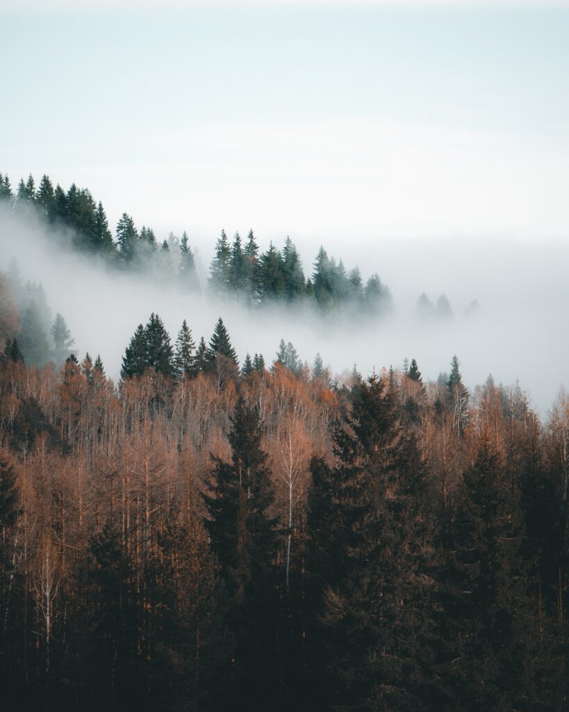 Serene misty forest wallpaper with tall evergreen trees and soft light in earthy tones